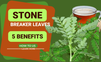 Stone Breaker Leaves 5 Benefits